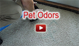 Pet odor carpet cleaning